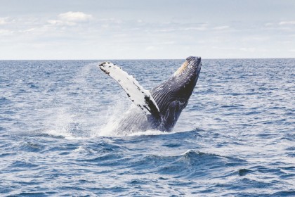 日本と世界の捕鯨の歴史